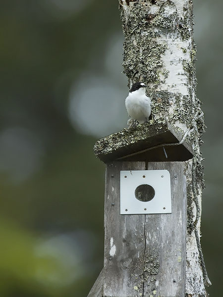 Kirjosieppo, European Pied Flycatcher, Ficedula hypoleuca